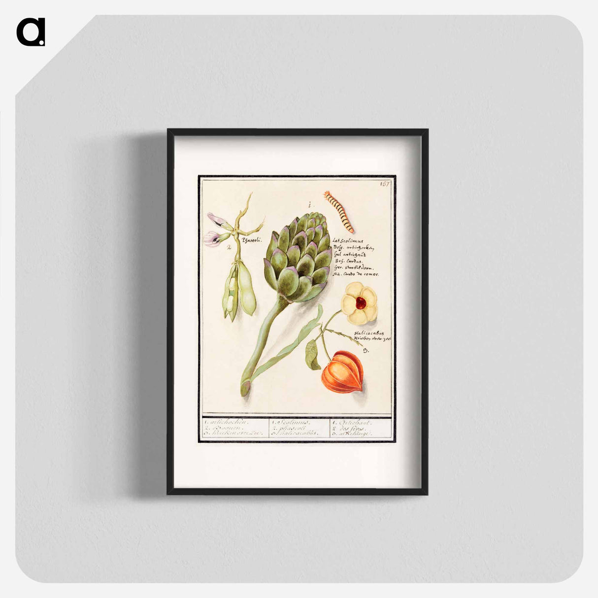 Artichoke, Cynara scolymus, broad beans, Vicia faba and lampion plant, Physalis - アンセルムス ボエティウス デ ブート Poster.
