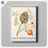 Artichoke, Cynara scolymus, broad beans, Vicia faba and lampion plant, Physalis - アンセルムス ボエティウス デ ブート Canvas.