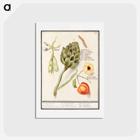アートポストカード-Artichoke, Cynara scolymus, broad beans, Vicia faba and lampion plant, Physalis - アンセルムス ボエティウス デ ブート Postcard.