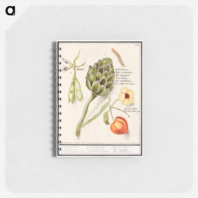 アートメモ帳-Artichoke, Cynara scolymus, broad beans, Vicia faba and lampion plant, Physalis - アンセルムス ボエティウス デ ブート Memo.