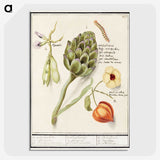 1-23_Anselmus-Boetius-de-Boodt_picture-crop