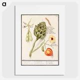 Artichoke, Cynara scolymus, broad beans, Vicia faba and lampion plant, Physalis - アンセルムス ボエティウス デ ブート Poster.