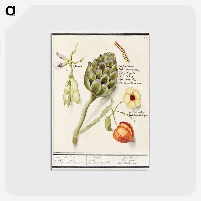 1-23_Anselmus-Boetius-de-Boodt_postcard