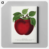 1-23_Botanical-Specimen-Plates_canvas