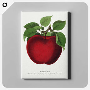 1-23_Botanical-Specimen-Plates_canvas