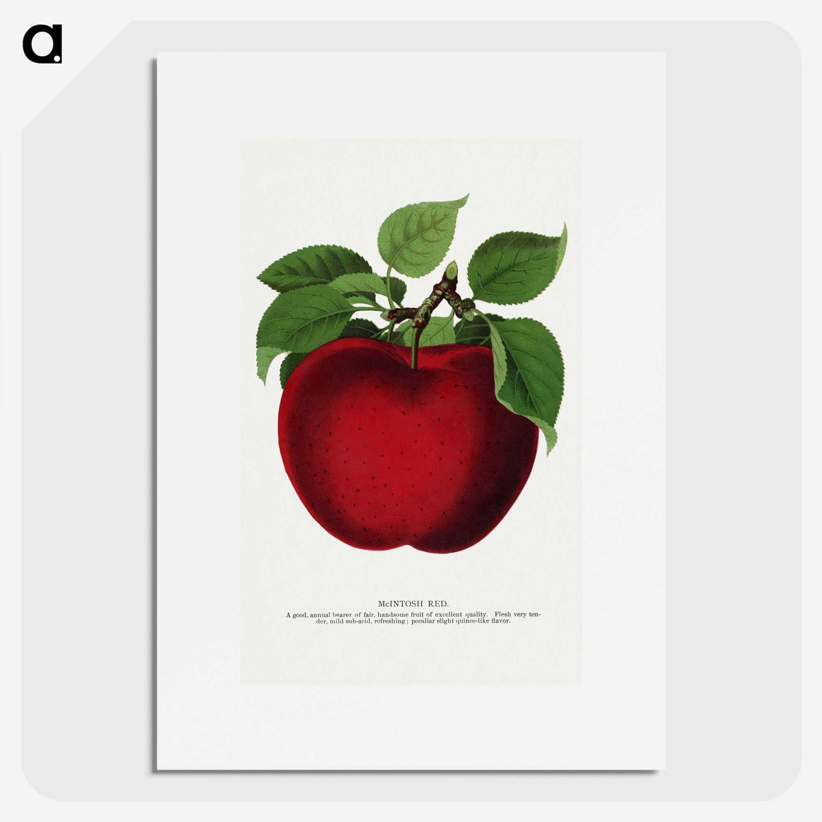 1-23_Botanical-Specimen-Plates_picture