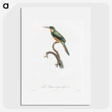 1-23_Des-Oiseaux-de-Paradis_picture