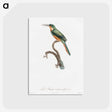 1-23_Des-Oiseaux-de-Paradis_postcard