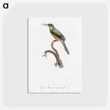 1-23_Des-Oiseaux-de-Paradis_postcard