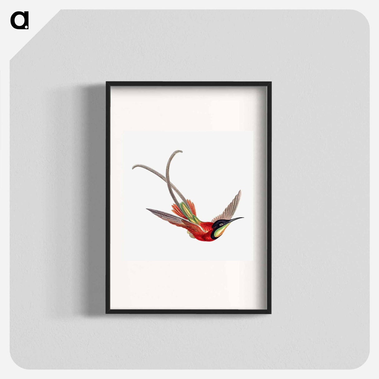 Colorful vintage hummingbird illustration - エルンスト ヘッケル Poster.