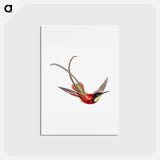 アートポストカード-Colorful vintage hummingbird illustration - エルンスト ヘッケル Postcard.