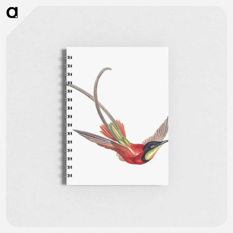 アートメモ帳-Colorful vintage hummingbird illustration - エルンスト ヘッケル Memo.