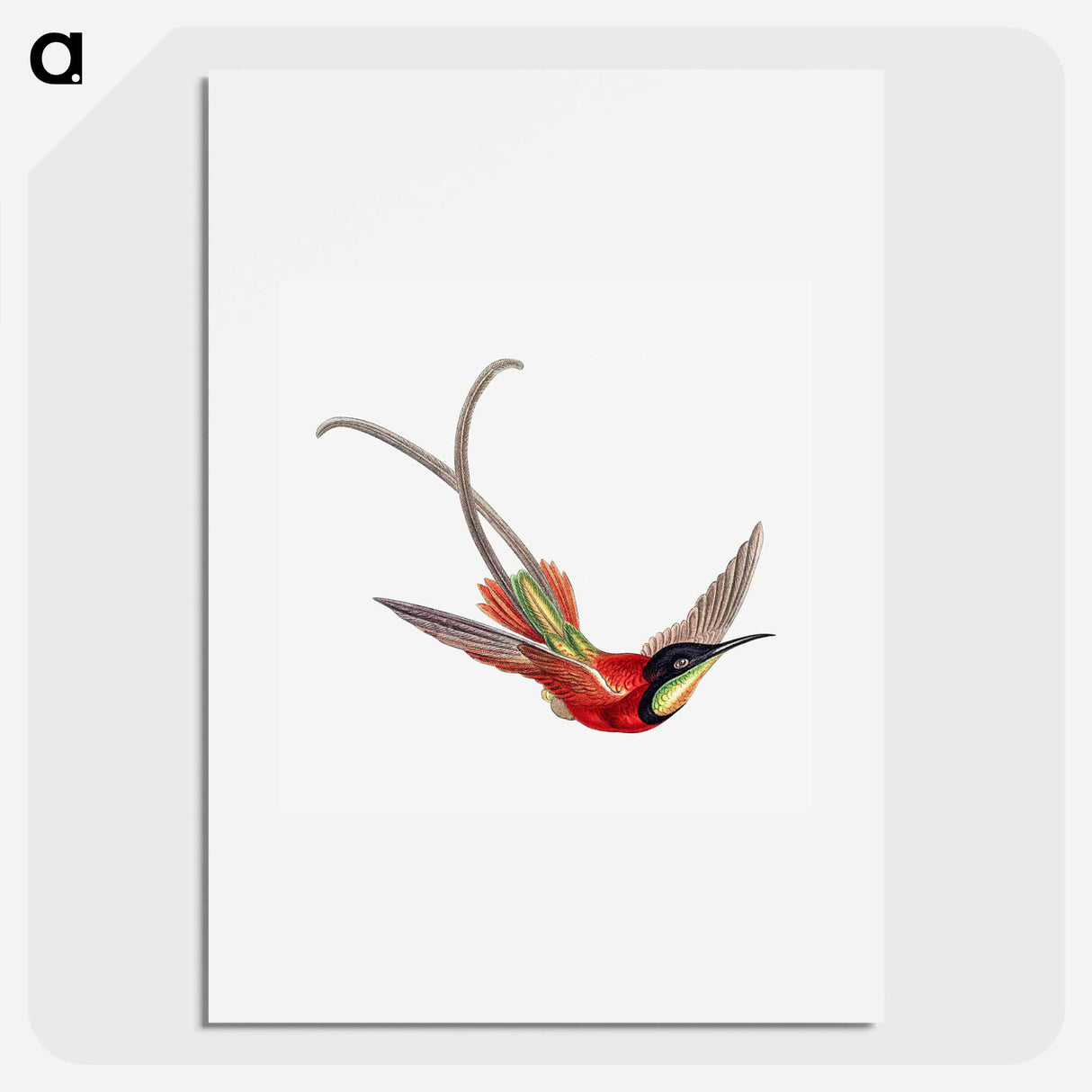 Colorful vintage hummingbird illustration - エルンスト ヘッケル Poster.