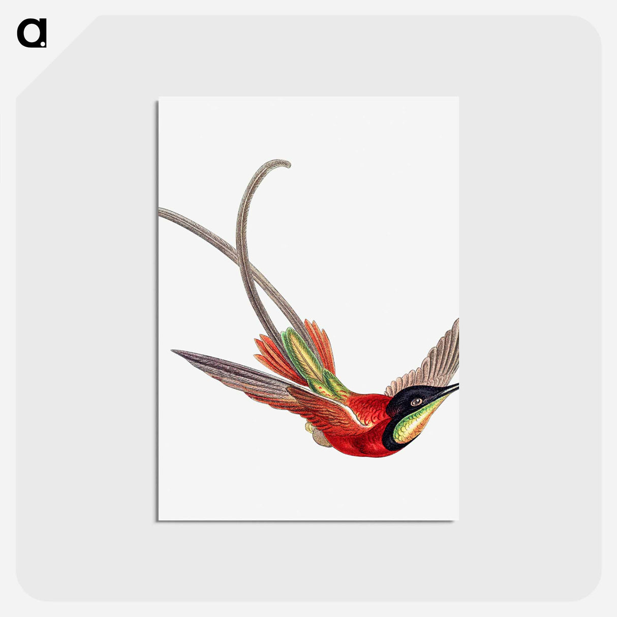 アートポストカード-Colorful vintage hummingbird illustration - エルンスト ヘッケル Postcard.