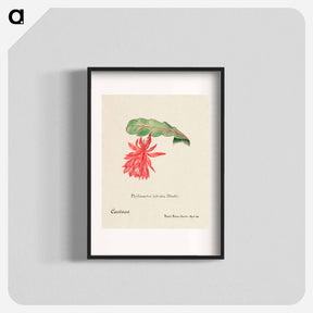 アートポスター-Orchid Cactus
 - サボテン科 Poster.