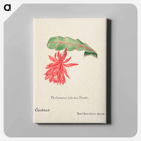 アートパネル-Orchid Cactus
 - サボテン科 Canvas.