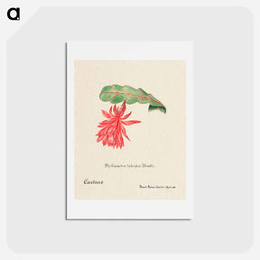 アートポストカード-Orchid Cactus
 - サボテン科 Postcard.