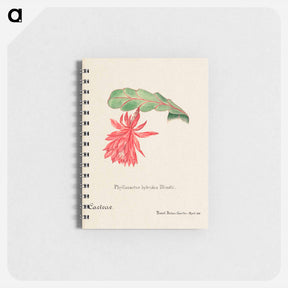 アートメモ帳-Orchid Cactus
 - サボテン科 Memo.