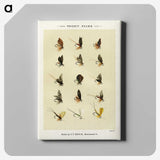 1-23_Favorite-Flies-and-Their-History_canvas