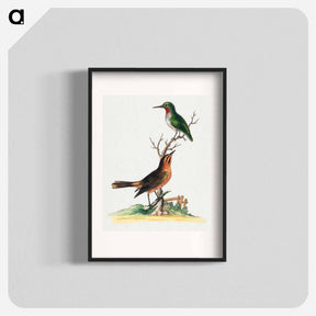 アートポスター-Birds by Edwards
 - ジョージ エドワーズ Poster.