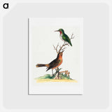 アートポストカード-Birds by Edwards
 - ジョージ エドワーズ Postcard.