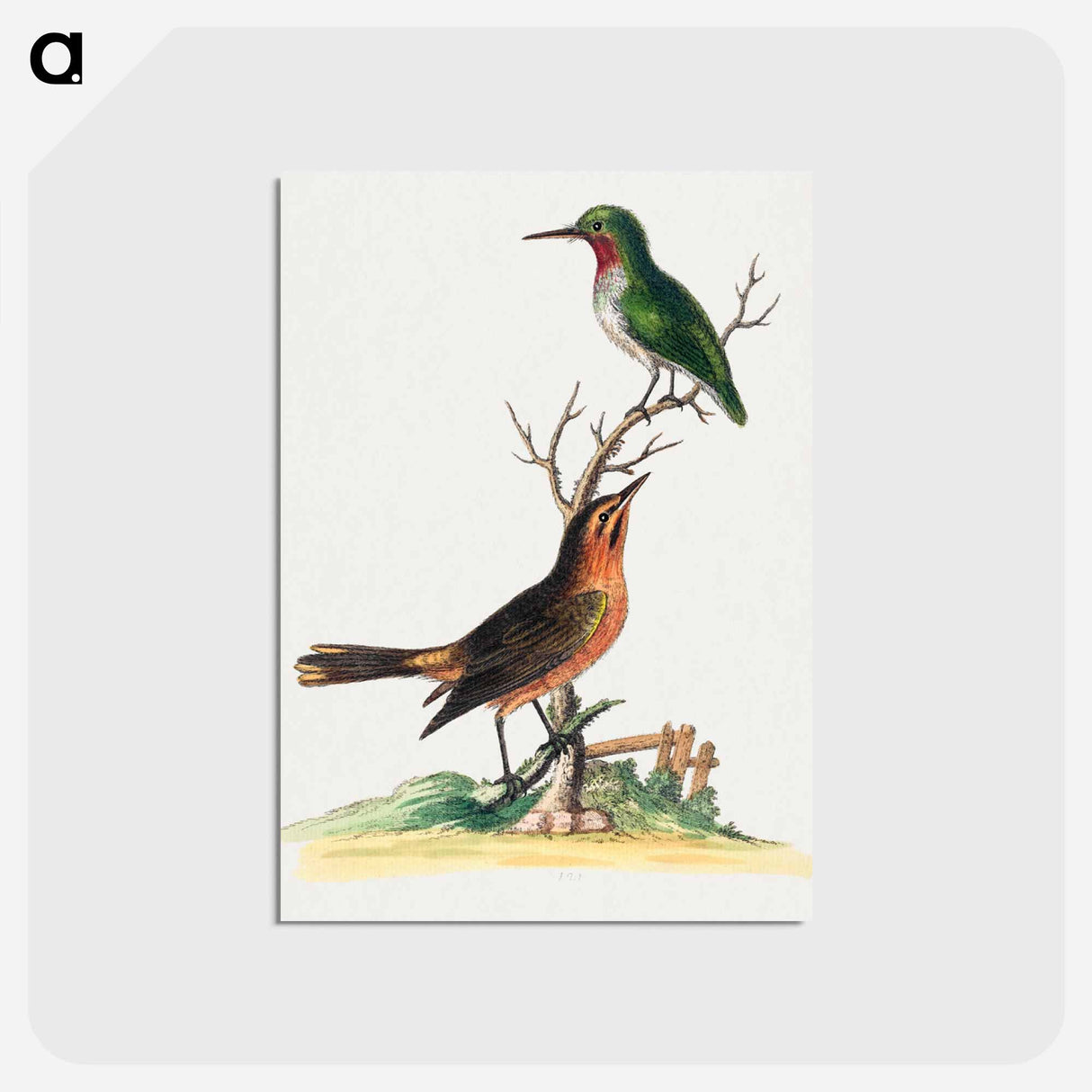 アートポストカード-Birds by Edwards
 - ジョージ エドワーズ Postcard.