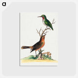 アートポストカード-Birds by Edwards
 - ジョージ エドワーズ Postcard.
