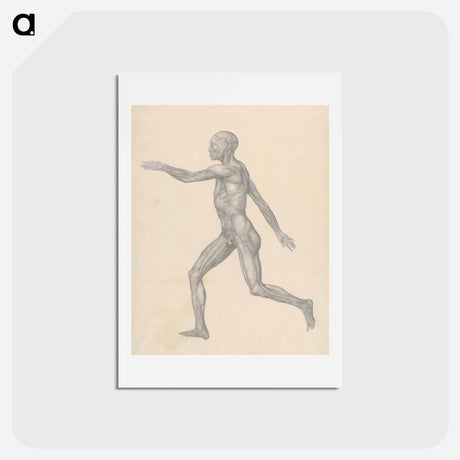 アートポストカード-Human Figure, Lateral View
 - ジョージ スタッブス Postcard.