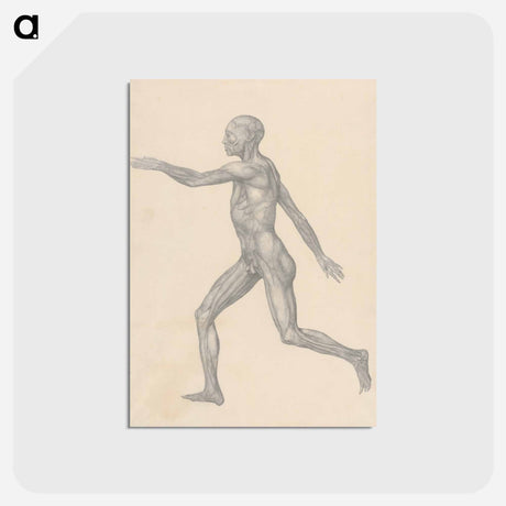 アートポストカード-Human Figure, Lateral View
 - ジョージ スタッブス Postcard.