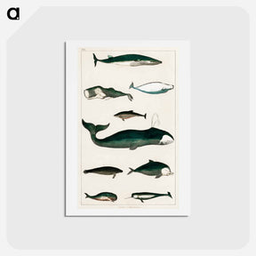 アートポストカード-Whales from Animated Nature
 - ゴールドスミスの生き生きとした自然 Postcard.