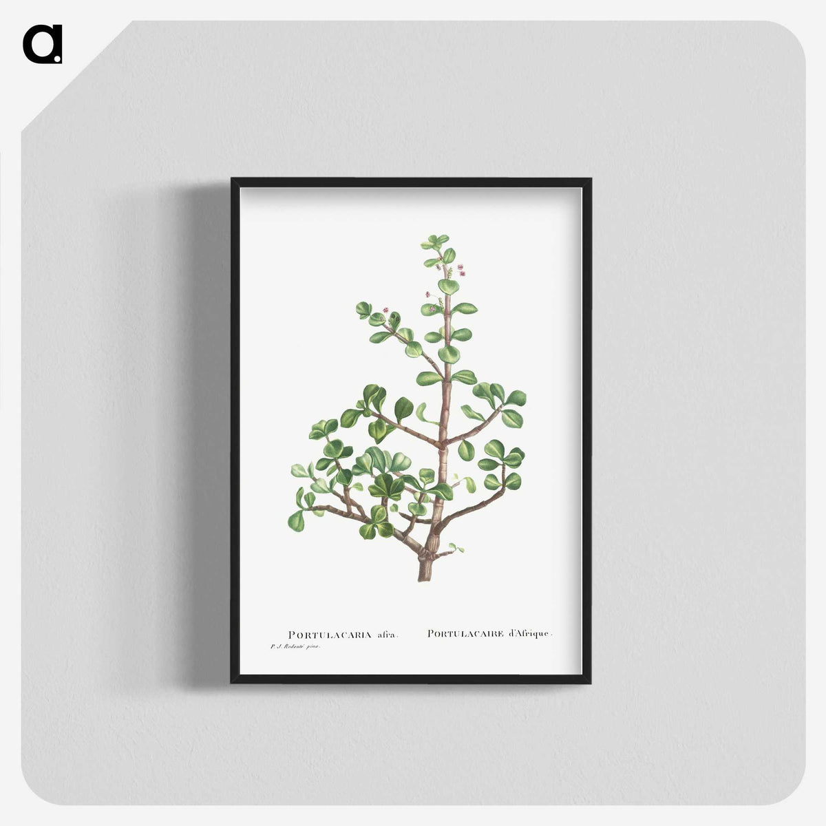 1-23_Histoire-des-Plantes-Grasses_blk-crop