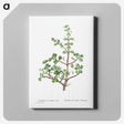 1-23_Histoire-des-Plantes-Grasses_canvas