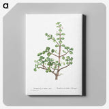 1-23_Histoire-des-Plantes-Grasses_canvas