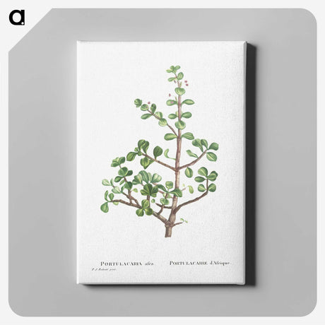 1-23_Histoire-des-Plantes-Grasses_canvas