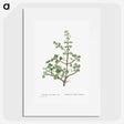 1-23_Histoire-des-Plantes-Grasses_picture