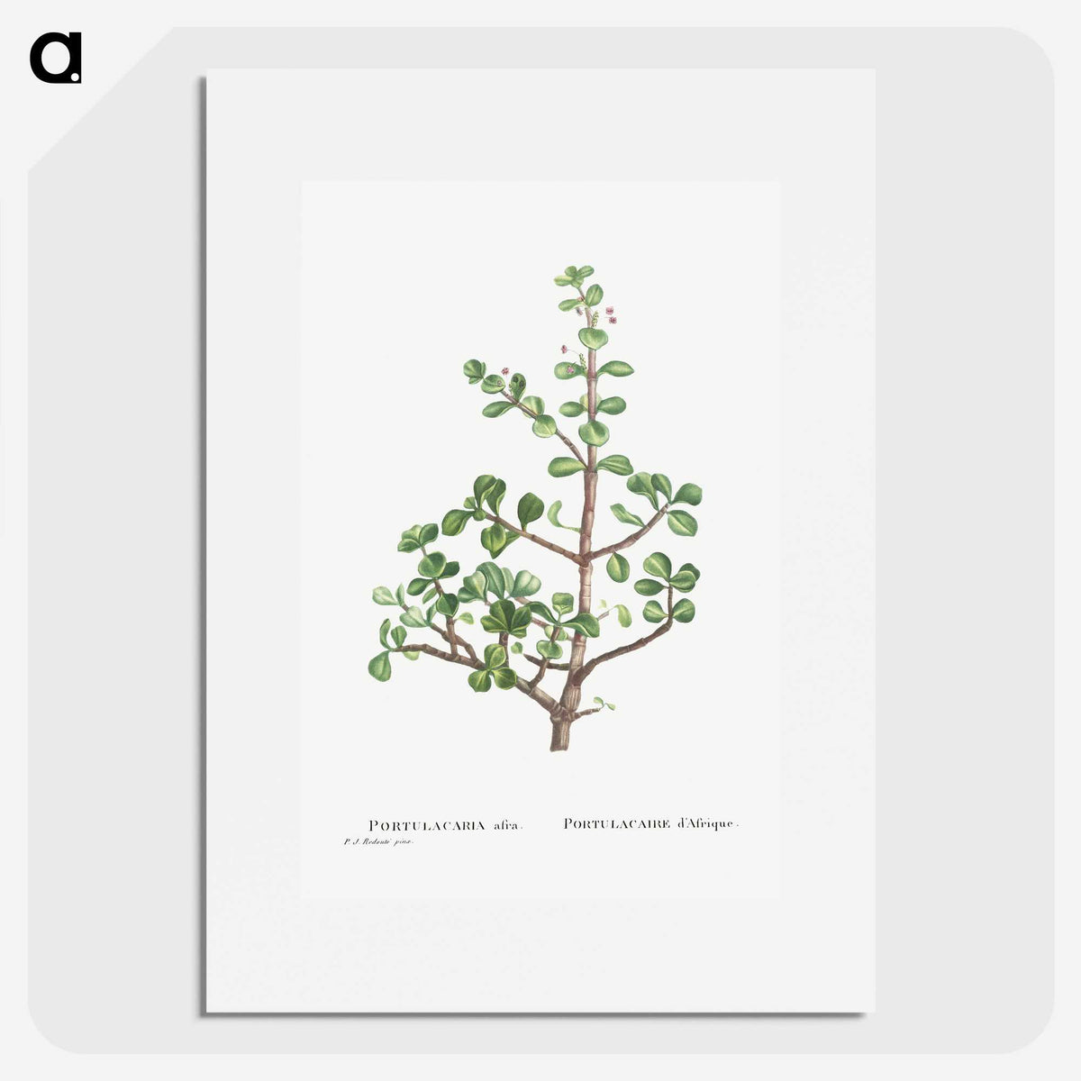 1-23_Histoire-des-Plantes-Grasses_picture