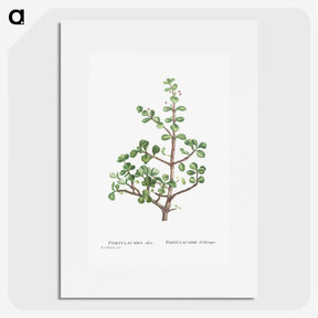 1-23_Histoire-des-Plantes-Grasses_picture