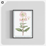 1-23_Hortus-Romanus-Botanical-Plates_blk-crop