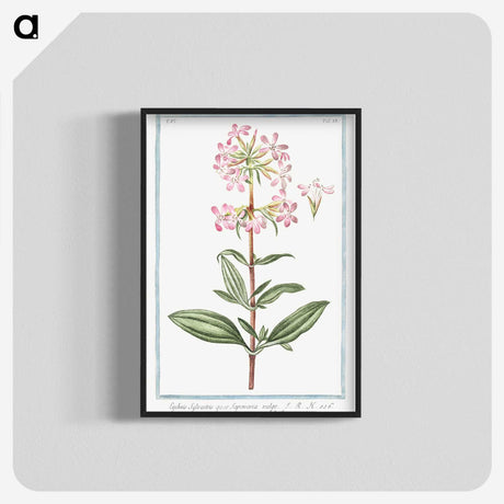 1-23_Hortus-Romanus-Botanical-Plates_blk-crop