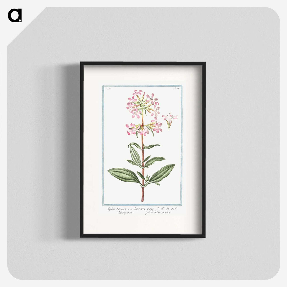 1-23_Hortus-Romanus-Botanical-Plates_blk