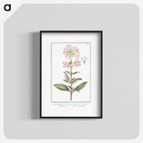 1-23_Hortus-Romanus-Botanical-Plates_blk