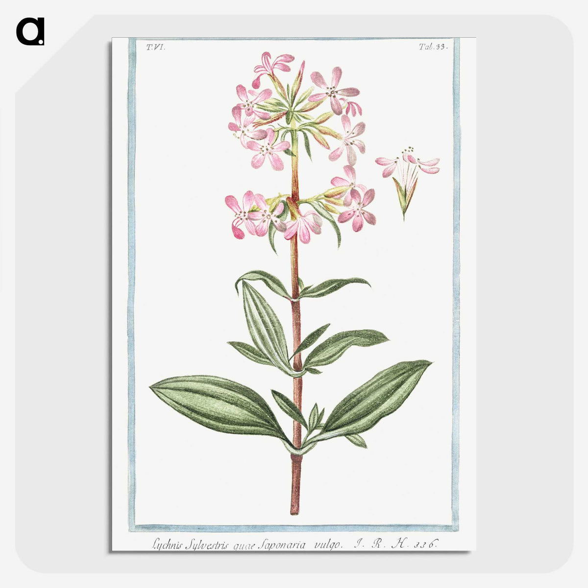 1-23_Hortus-Romanus-Botanical-Plates_picture-crop