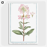 1-23_Hortus-Romanus-Botanical-Plates_picture-crop