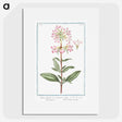 1-23_Hortus-Romanus-Botanical-Plates_picture