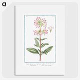 1-23_Hortus-Romanus-Botanical-Plates_picture