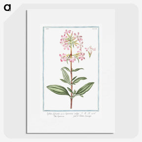 1-23_Hortus-Romanus-Botanical-Plates_picture