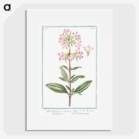 1-23_Hortus-Romanus-Botanical-Plates_picture
