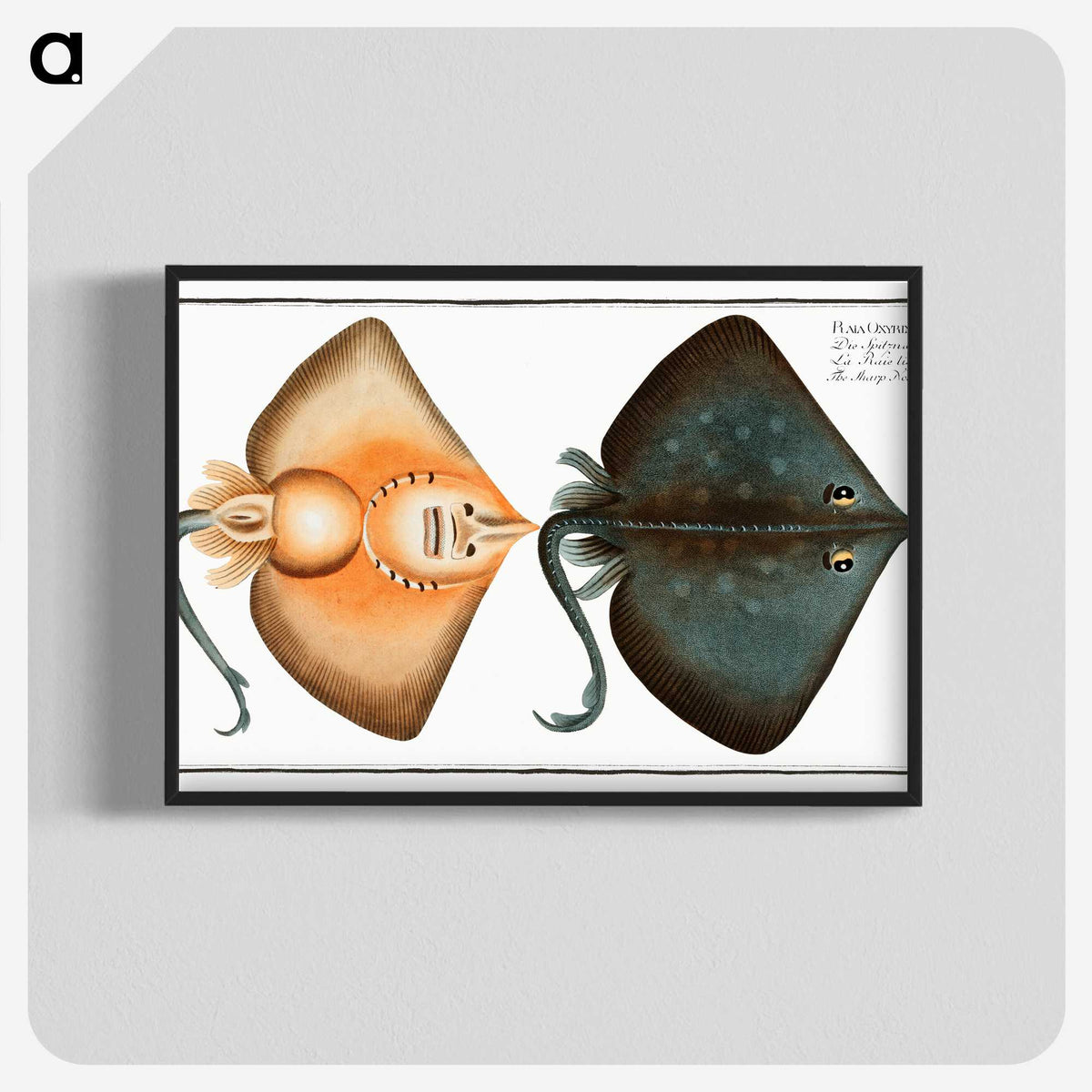 1-23_Ichtyologie-ou-Histoire-naturelle_blk-crop