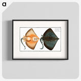 1-23_Ichtyologie-ou-Histoire-naturelle_blk