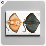 1-23_Ichtyologie-ou-Histoire-naturelle_canvas